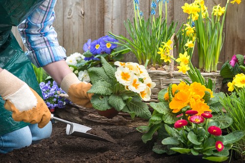 Special-days-for-flowers