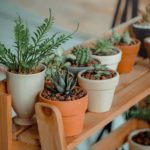 Main-indoorhouse-plants