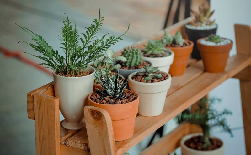 Main-indoorhouse-plants