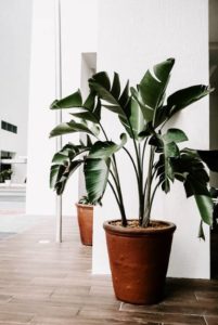lighting-indoor-house-plants