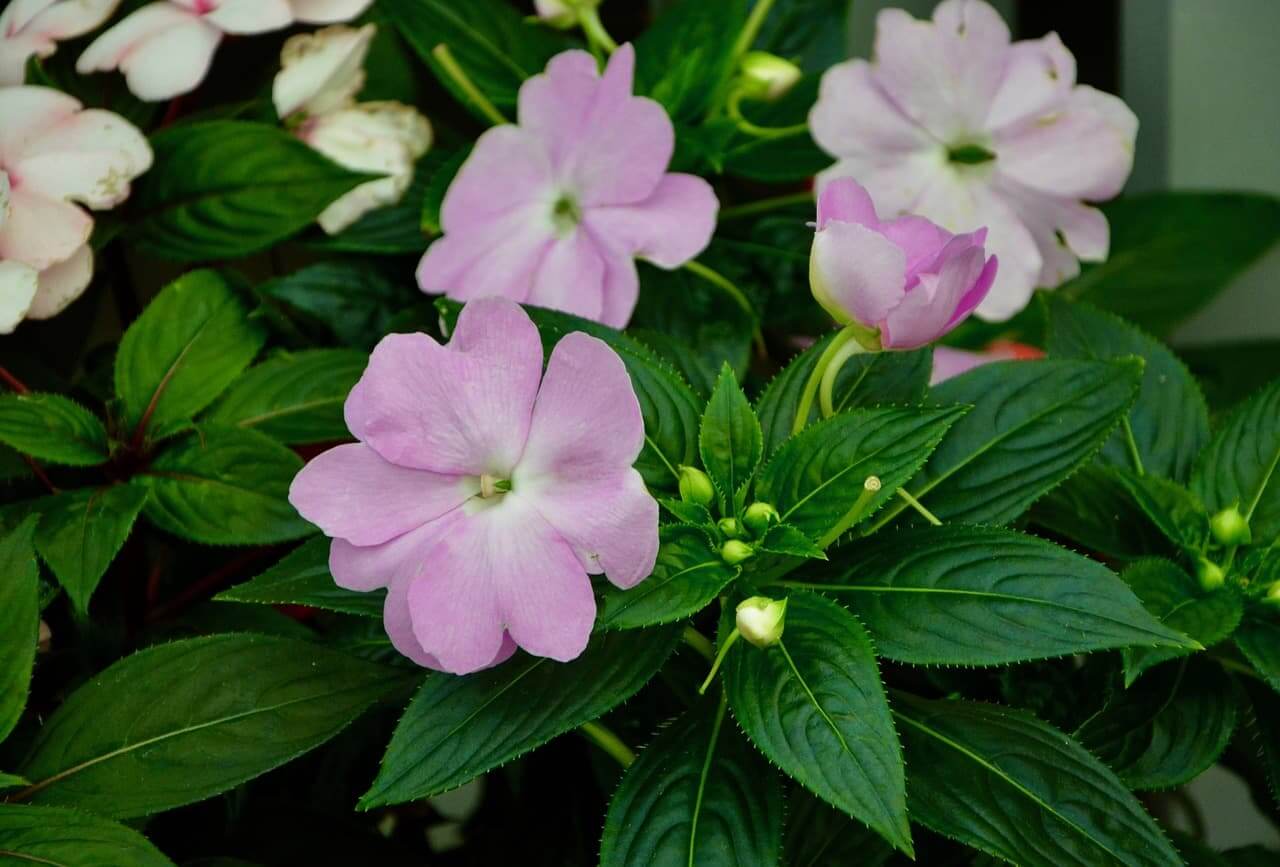 best-shade-plant-impatiens