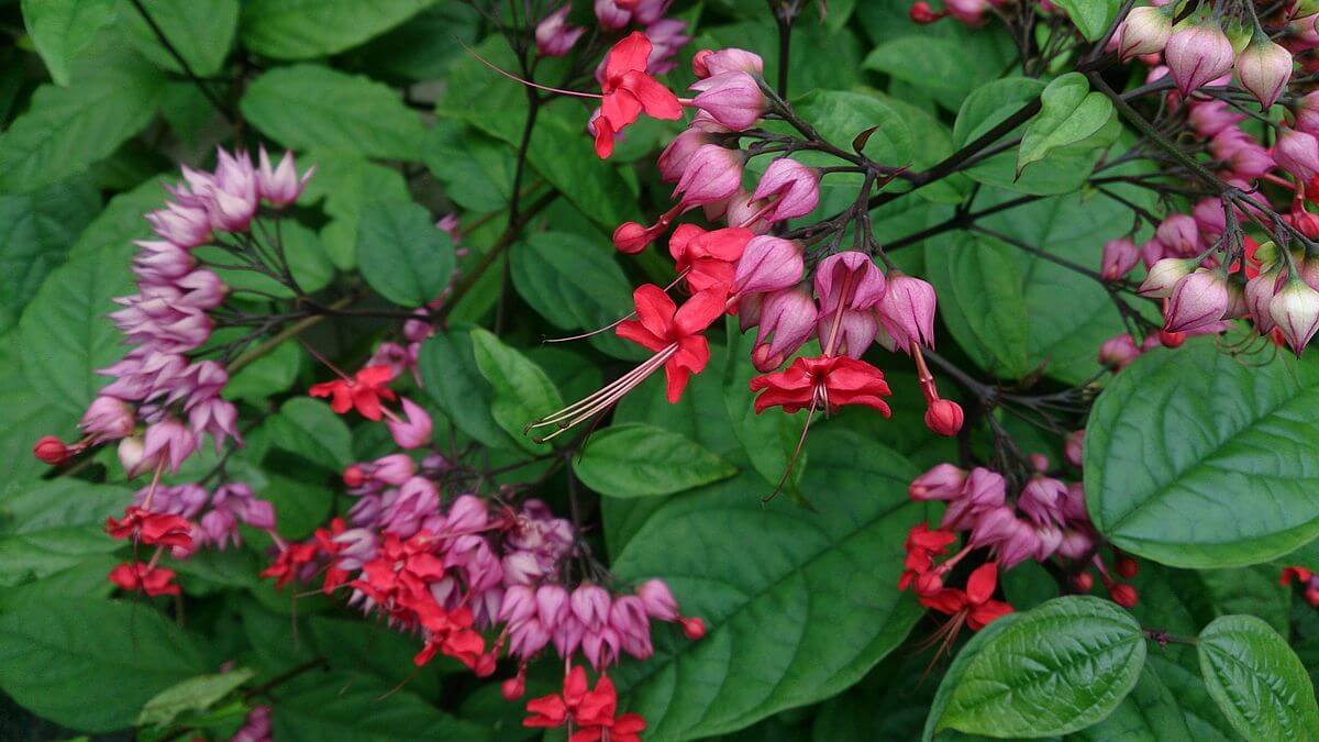bleeding-hearts-plant