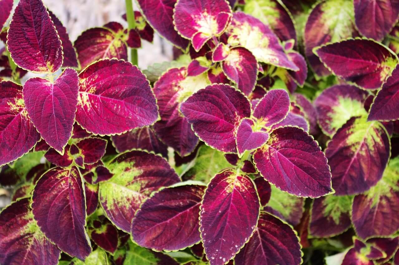 coleus-shade-plant