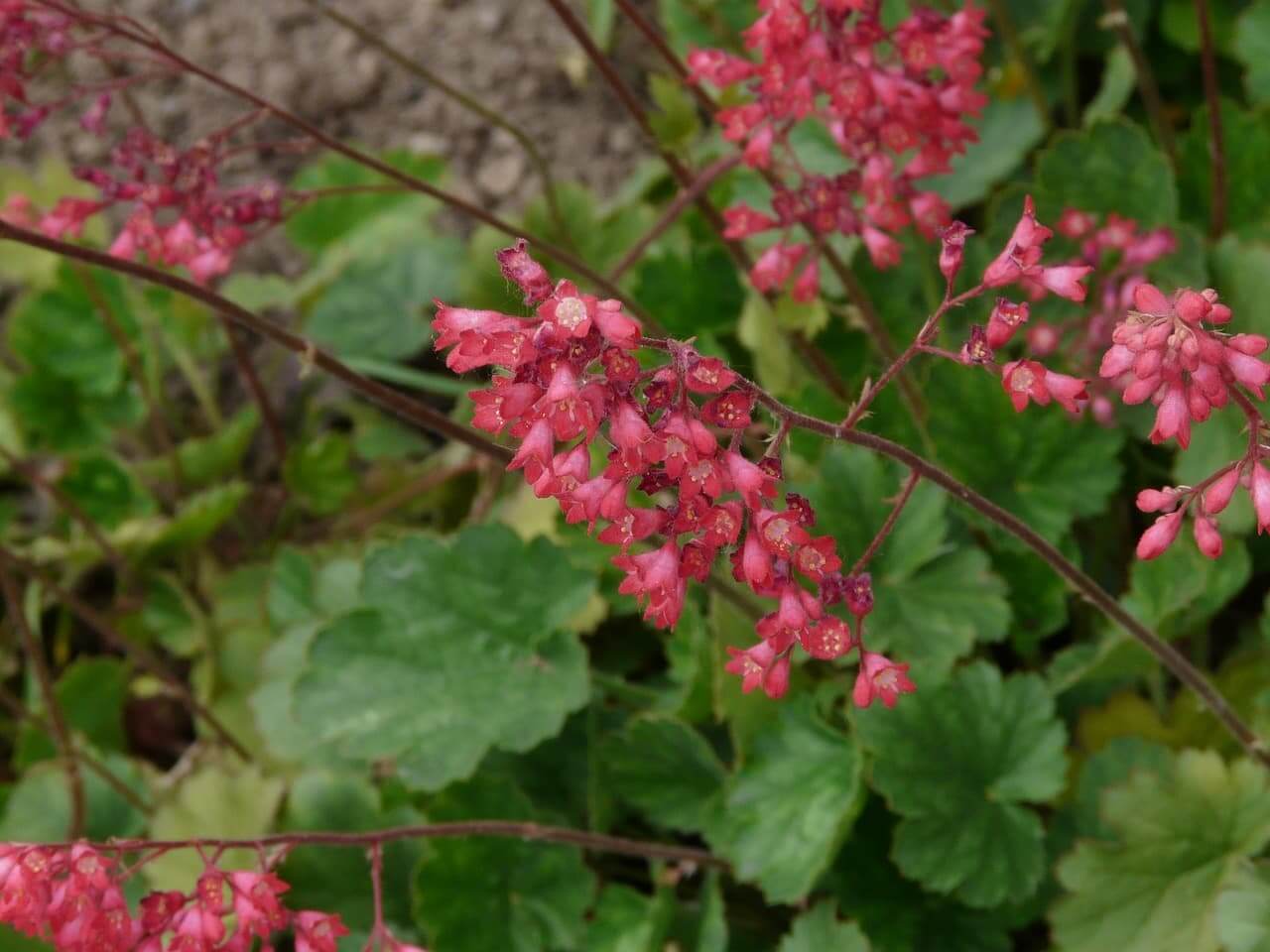 coral-bells-shade-plant