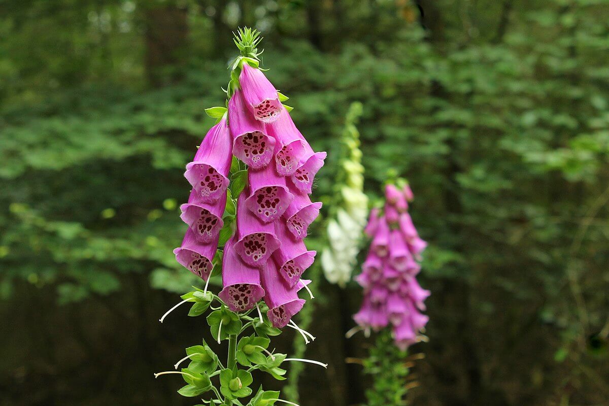 foxglove-flower-plant