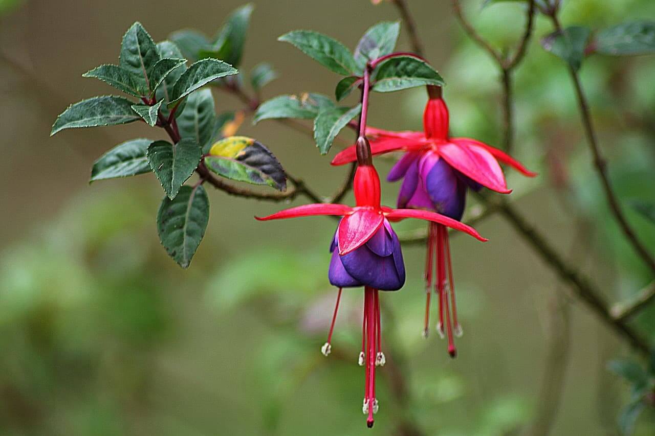 fuchsia-shade-plant