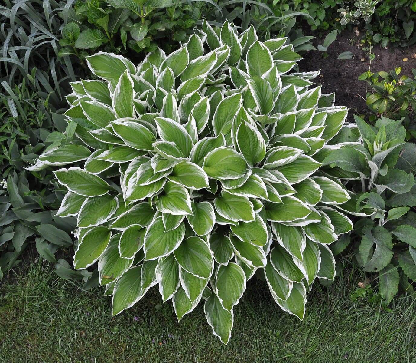hosta-shade-plant
