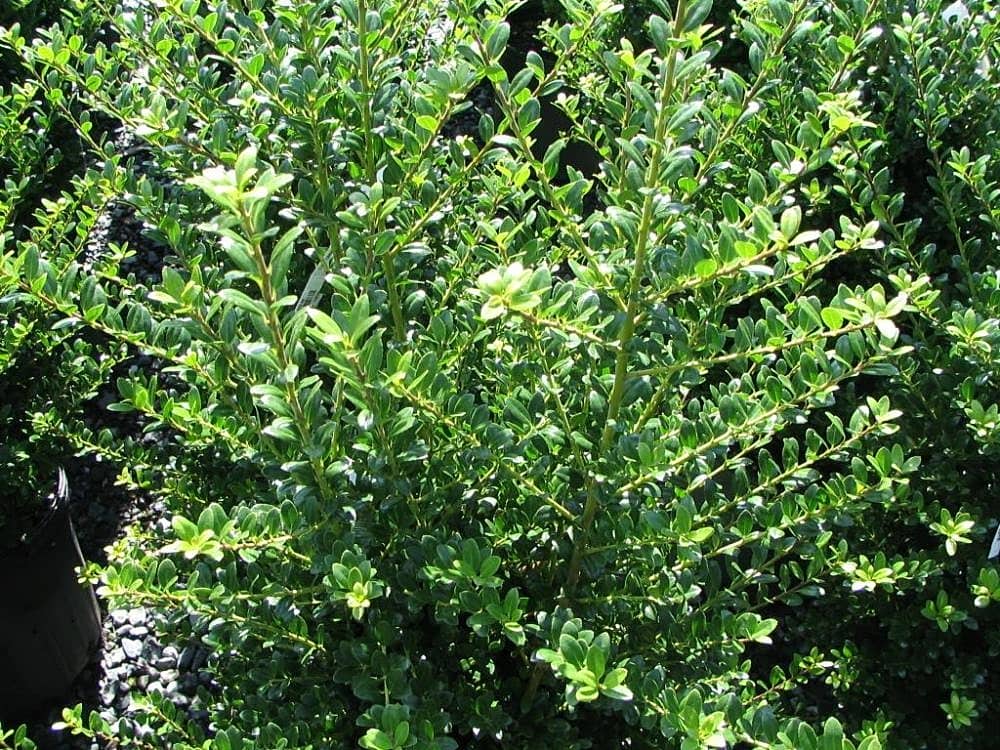 japanese-holly-shade-plant